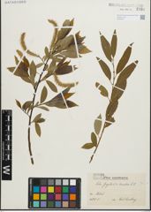 Foto von Salix fragilis L. x Salix triandra L.